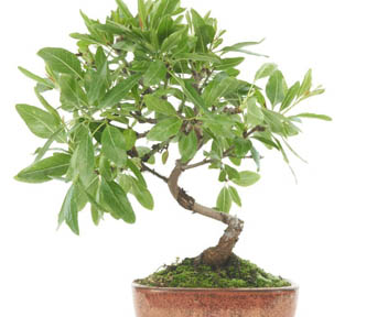 Mandel bonsai