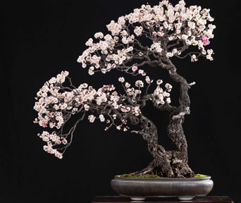 Japansk aprikos bonsai