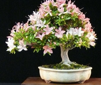 Azalea bonsai