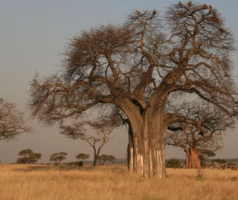 Baobab bonsai