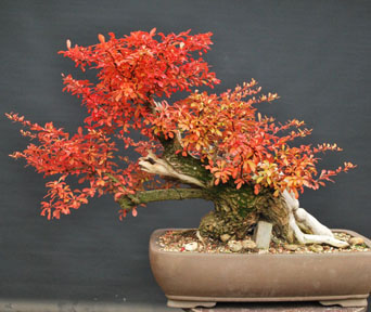 Berberis bonsai