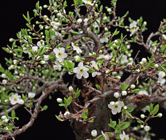 Slåpetorn bonsai