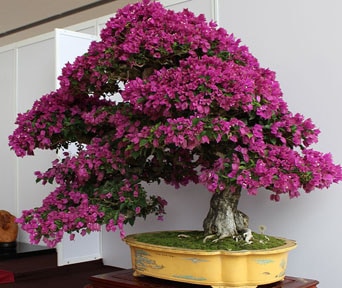 Bougainvillea bonsai