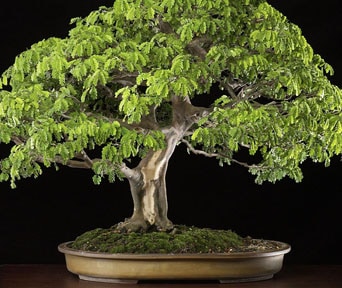 Brasiliansk regntre bonsai