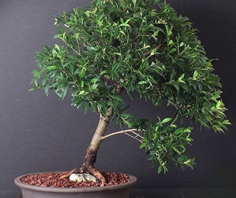 Børstekirsebær bonsai