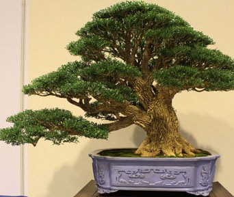 Buksbom bonsai