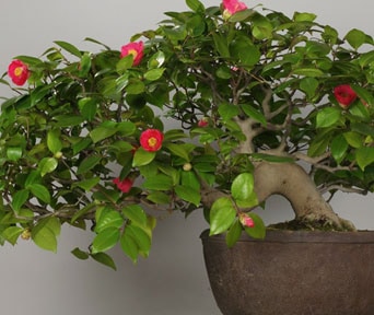Kamelia bonsai