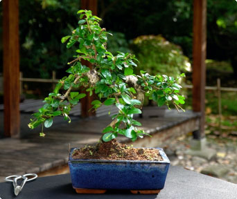 Fukiente bonsai