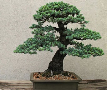 Seder bonsai