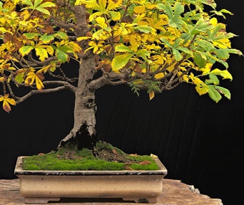 Hestekastanje bonsai