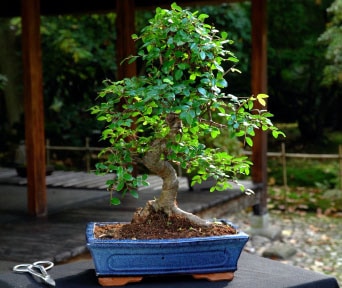 Kinesisk Alm bonsai