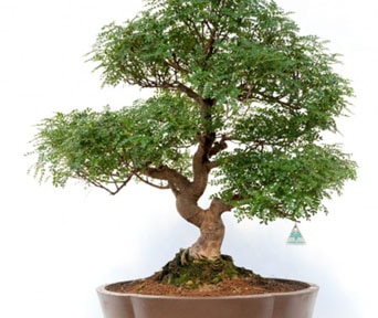 Kinesisk pepper bonsai