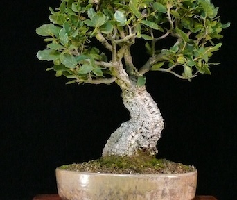 Korkeik bonsai