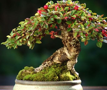 Mispel bonsai