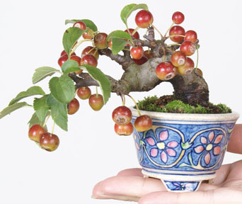 Eple og prydeple bonsai