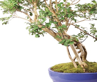 Kreppmyrt bonsai