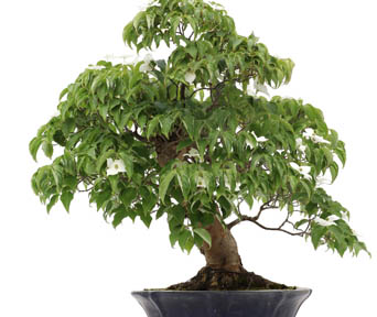 Kornell bonsai