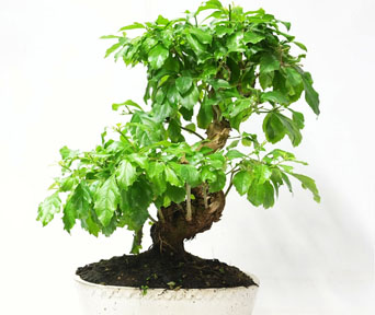 Duranta bonsai