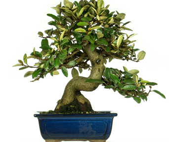 Sølvbusk bonsai