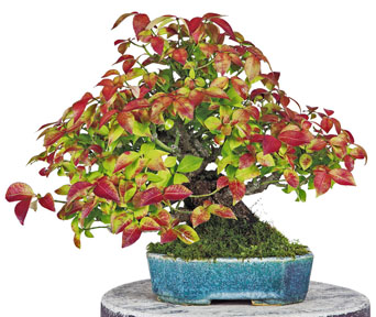 Benspindel bonsai