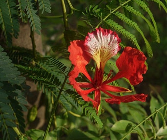 Flammetre bonsai