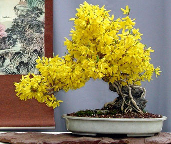 Forsythia bonsai