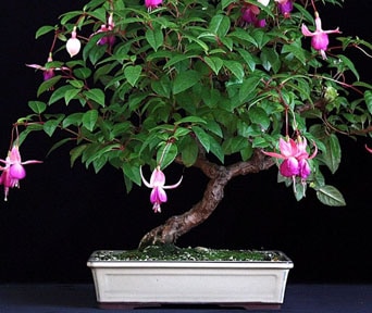 Fuksia bonsai