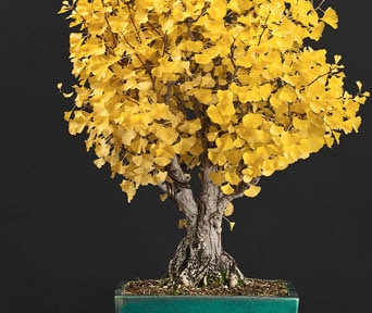 Ginkgo bonsai