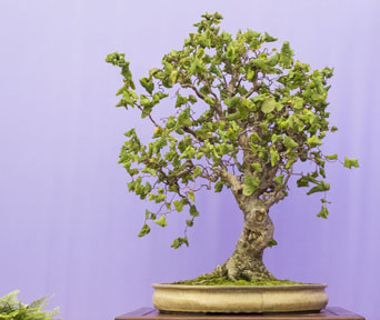 Hassel bonsai