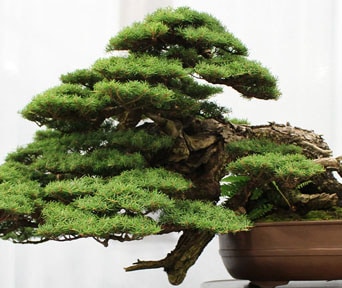Hemlokk bonsai