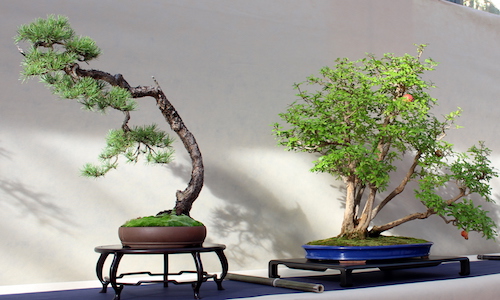 Rosemary bonsai