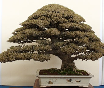 Hibiskus bonsai