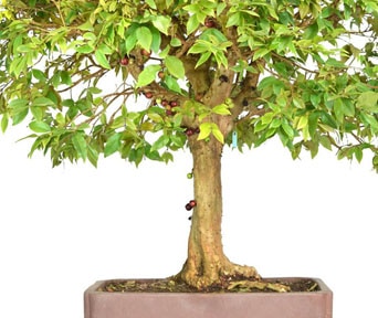 Jabuticaba bonsai