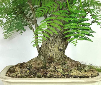 Jakaranda bonsai