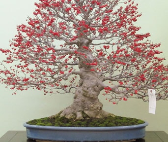 Japansk vinterbær bonsai