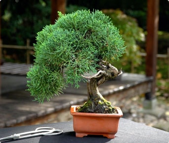 Einer bonsai