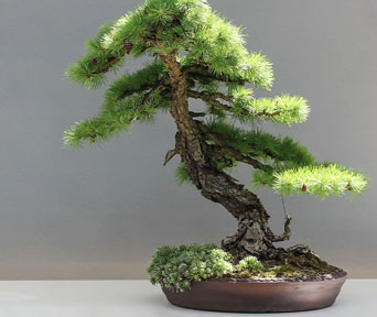 Lerk bonsai