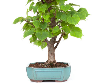 Småbladlind bonsai