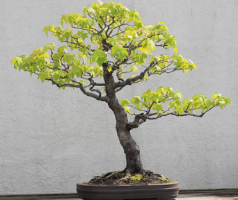 Ambratre bonsai