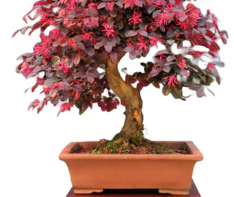 Kinesisk frynseblomst bonsai