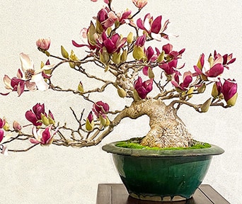 Stjernemagnolia bonsai