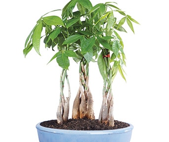 Pengetre bonsai