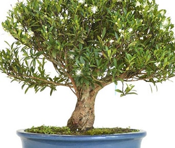 Myrt bonsai