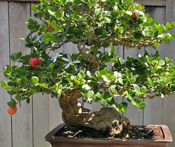 Natalplomme bonsai