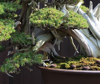 Nåleeiner bonsai