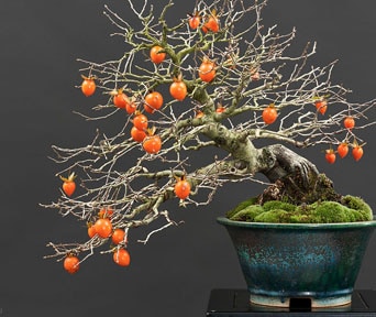 Kaki bonsai