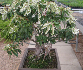 Pieris bonsai