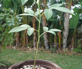 Ertebusk bonsai