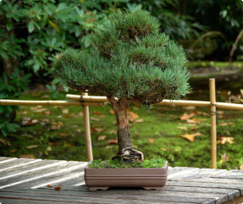 Furu bonsai