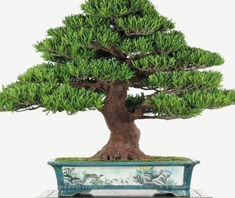 Buddhafuru bonsai